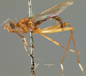 Media type: image;   Entomology 13328 Aspect: habitus lateral view